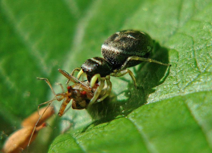 Heliophanus cupreus / "Kupfrige Sonnenspringspinne" / Familie: Springspinnen - Salticidae / Ordnung: Webspinnen - Araneae