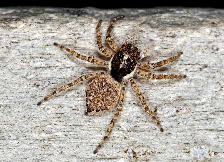 Menemerus semilimbatus / Ohne deutschen Namen / Salticidae - Springspinnen / Ordnung: Webspinnen - Araneae