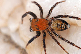 Cyrba algerina / "Algerische Springspinne" / Salticidae - Springspinnen / Ordnung: Webspinnen - Araneae