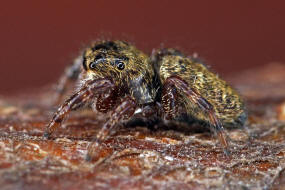 Dendryphantes rudis / Ohne deutschen Namen / Springspinnen - Salticidae / Ordnung: Webspinnen - Araneae