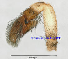 Evarcha jucunda / Bulbus mit Tibiaapophyse prolateral