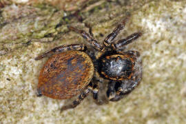 Evarcha falcata / "Braune Springspinne" / Springspinnen - Salticidae / Ordnung: Webspinnen - Araneae