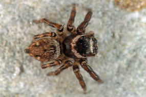 Evarcha jucunda / Ohne deutschen Namen / Springspinnen - Salticidae / Ordnung: Webspinnen - Araneae