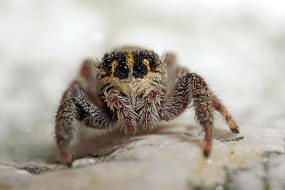 Macaroeris nidicolens / Ohne deutschen Namen /  Springspinnen - Salticidae / Ordnung: Webspinnen - Araneae