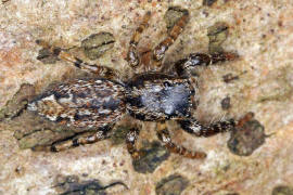 Marpissa muscosa / Rindenspringspinne / Springspinnen - Salticidae / Ordnung: Webspinnen - Araneae
