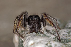 Philaeus chrysops / Goldaugenspringspinne / Salticidae - Springspinnen / Ordnung: Webspinnen - Araneae