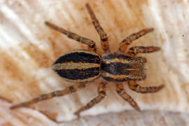Phlegra fasciata / Gebänderte Bodenspringspinne / Salticidae - Springspinnen / Ordnung: Webspinnen - Araneae