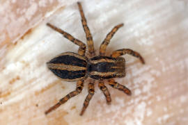 Phlegra fasciata / Gebänderte Bodenspringspinne / Salticidae - Springspinnen / Ordnung: Webspinnen - Araneae
