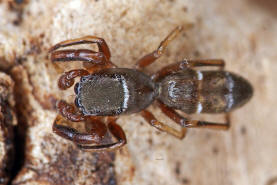 Synageles venator / Ameisenspinne / Salticidae - Springspinnen / Ordnung: Webspinnen - Araneae