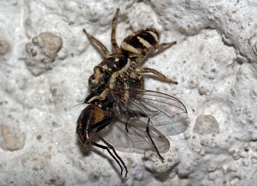 Salticus scenicus / Zebra-Springspinne / Familie: Salticidae - Springspinnen / Ordnung: Webspinnen - Araneae