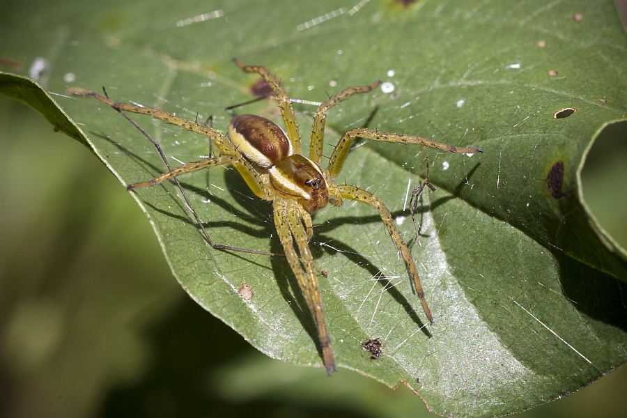 Dolomedes fimbriatus / Gerandete Jagdspinne / Pisauridae - Raubspinnen / Ordnung: Webspinnen - Araneae