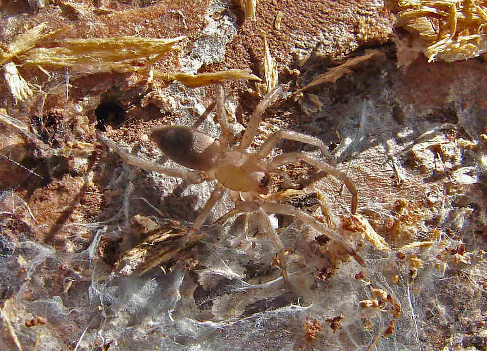 Drassodes spec. / Glattbauchspinne / Familie: Glattbauchspinnen - Gnaphosidae / Ordnung: Webspinnen - Araneoidea