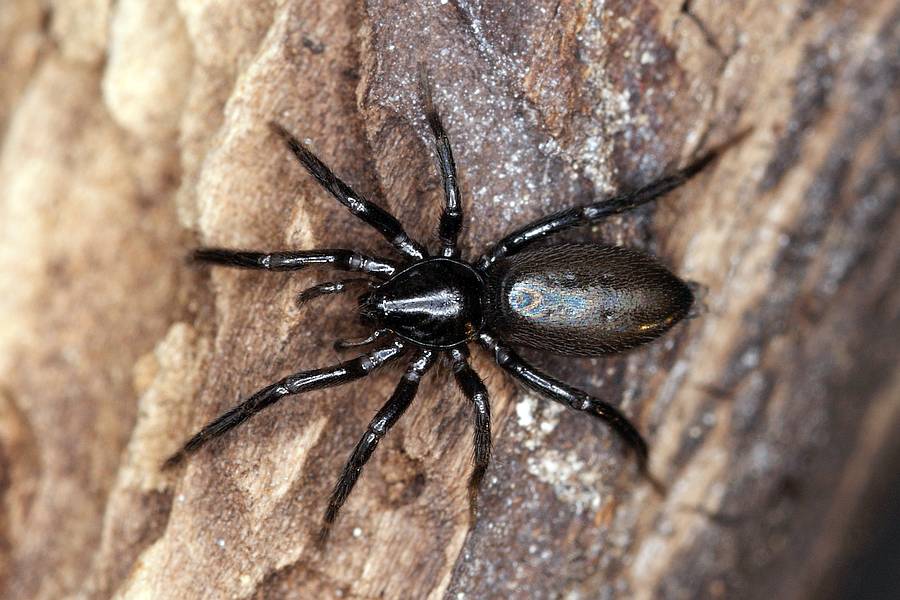 Drassyllus praeficus / Ohne deutschen Namen / Gnaphosidae - Glattbauchspinnen (= Plattbauchspinnen) / Ordnung: Webspinnen - Araneae