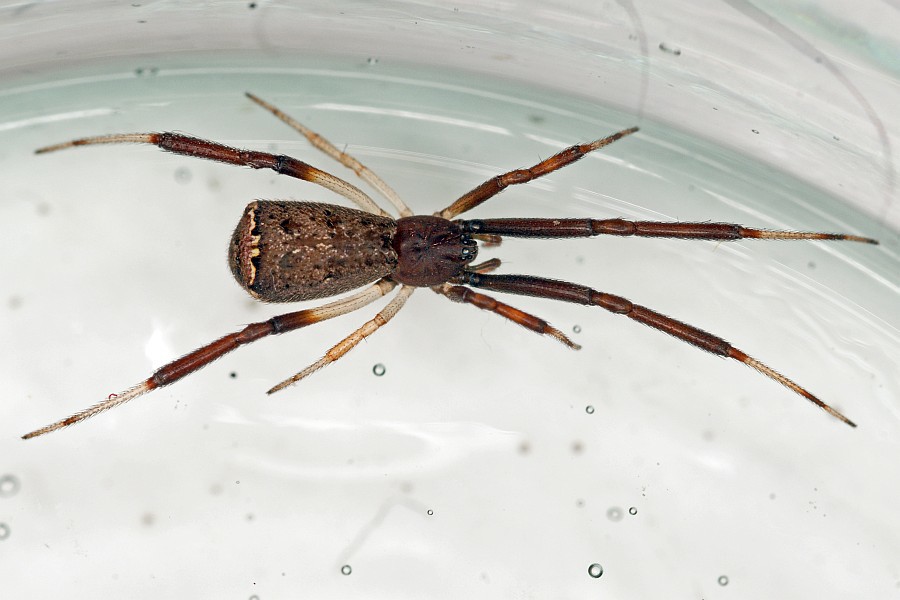 Episinus truncatus / Ohne deutschen Namen / Kugelspinnen (Haubennetzspinnen) - Theridiidae / Ordnung: Webspinnen - Araneae