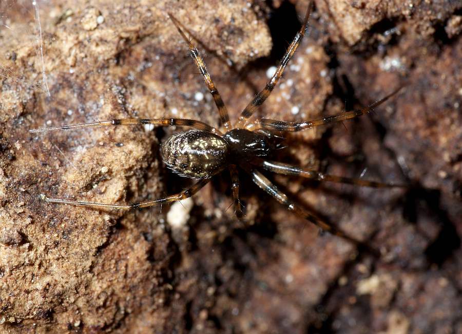 Lepthyphantes minutus / Ohne deutschen Namen / Baldachinspinnen - Linyphiidae / Ordnung: Webspinnen - Araneae