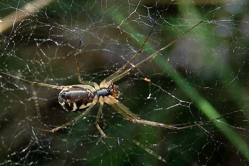 Linyphia triangularis / Gemeine Baldachinspinne / Familie: Baldachinspinnen - Linyphiidae / Ordnung: Webspinnen - Araneae
