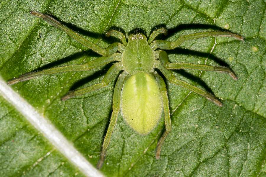 Micrommata virescens / Grüne Huschspinne / Riesenkrabbenspinnen - Sparassidae