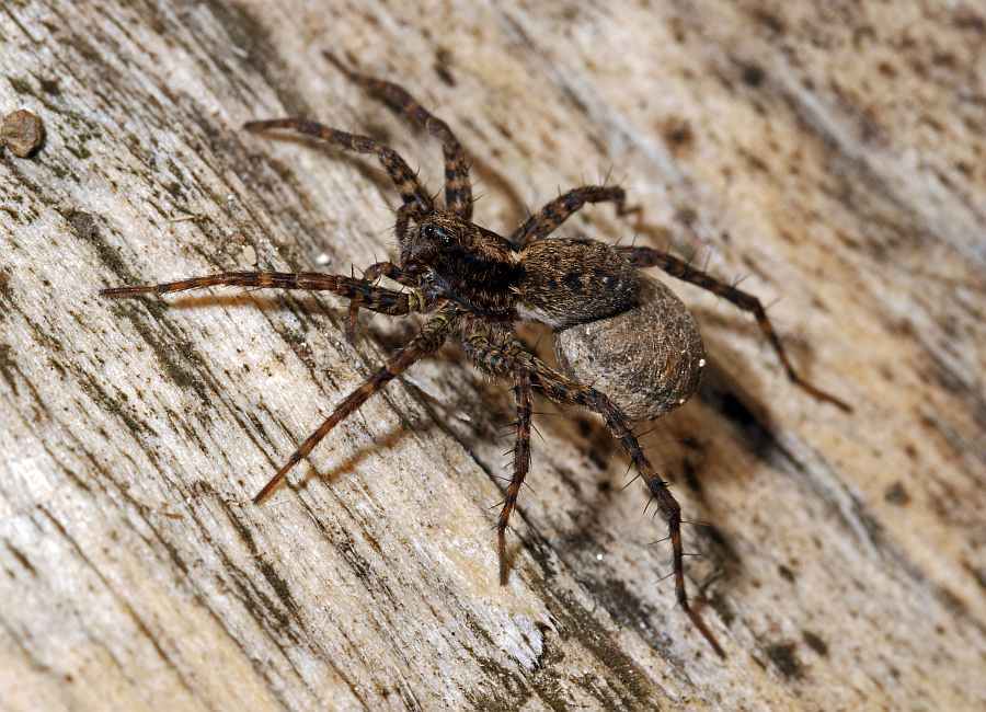 Pardosa lugubris / Trauerwolfspinne / Wolfspinnen - Lycosidae / Ordnung: Webspinnen - Araneae