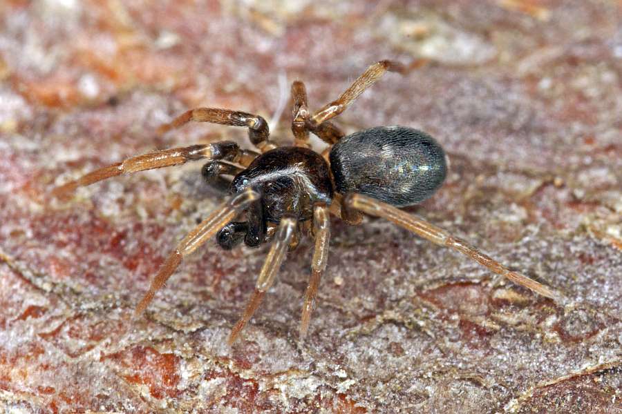 Phrurolithus festivus / Ohne deutschen Namen / Ameisensackspinnen - Phrurolithidae (ehemals zu Feldspinnen - Linocranidae) / Ordnung: Webspinnen - Araneae