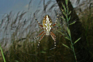 Aculepeira ceropegia / Eichblatt-Radspinne / Familie: Araneidae - Echte Radnetzspinnen / Ordnung: Webspinnen - Araneae