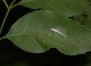 Dictyna uncinata in ihrem Netz / Ohne deutschen Namen / Webspinnen - Araneae - Dictynidae - Kräuselspinnen