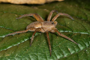 Dolomedes fimbriatus / Gerandete Jagdspinne / Pisauridae - Jagdspinnen / Ordnung: Webspinnen - Araneae