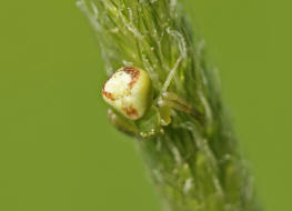 Ebrechtella tricuspidata (syn. Misumenops tricuspidatus) / Dreieck-Krabbenspinne / Familie: Krabbenspinnen - Thomisidae / Ordnung: Webspinnen - Araneae