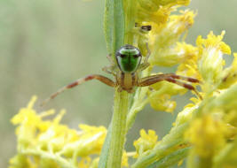 Ebrechtella tricuspidata (syn. Misumenops tricuspidatus) / Dreieck-Krabbenspinne / Familie: Krabbenspinnen - Thomisidae / Ordnung: Webspinnen - Araneae
