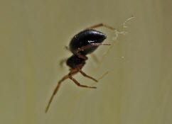 Erigone spec. / "Zwergspinnen" / "Glücksspinnen" / Famiie: Baldachinspinnen - Linyphiidae / Ordnung: Webspinnen - Araneae