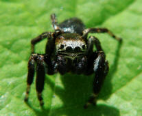 Evarcha arcuata / Schwarze Springspinne (Männchen) / Springspinnen - Salticidae