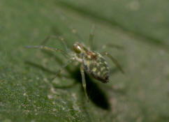 Nigma walckenaeri / Grüne Kräuselspinne (Weibchen) / Kräuselspinnen - Dictynidae / Ordnung: Webspinnen - Araneae