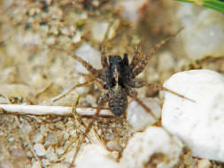 Pardosa cf. hortensis / Garten-Wolfspinne / Familie: Wolfspinnen - Lycosidae / Ordnung: Webspinnen - Araneae