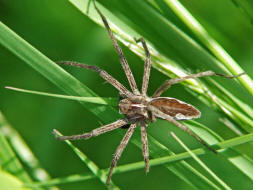 Pisaura mirabilis / Listspinne / Webspinnen - Araneae - Pisauridae - Raubspinnen