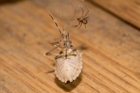 Steatoda triangulosa / Ohne deutschen Namen / Kugelspinnen (Haubennetzspinnen) - Theridiidae / Ordnung: Webspinnen - Araneae