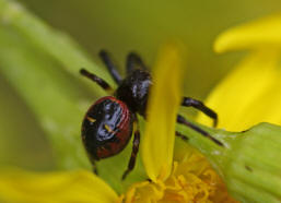 Synaema globosum / Südliche Glanz-Krabbenspinne / Familie: Krabbenspinnen - Thomisidae / Ordnung: Webspinnen - Araneae