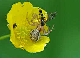Xysticus ulmi / Sumpfkrabbenspinne / Familie: Krabbenspinnen - Thomisidae / Ordnung: Webspinnen - Araneae (mit einer Halmwespe - Cephidae - als Beute)