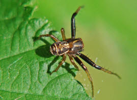 Xysticus ulmi / Sumpfkrabbenspinne / Familie: Krabbenspinnen - Thomisidae / Ordnung: Webspinnen - Araneae