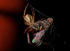 Zygiella x-notata / Sektorspinne / Familie: chte Radnetzspinnen - Araneidae / Ordnung: Webspinnen - Araneae