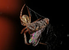 Zygiella x-notata / Sektorspinne / Familie: chte Radnetzspinnen - Araneidae / Ordnung: Webspinnen - Araneae