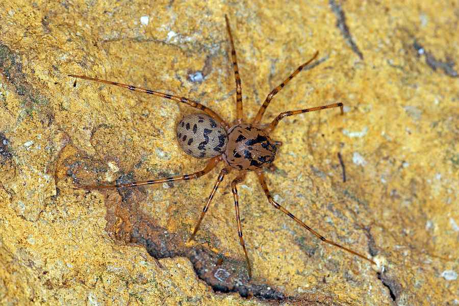 Scytodes thoracica / Speispinne / Leimschleuderspinne / Familie: Speispinnen - Scytodoidea / Ordnung: Webspinnen - Araneae