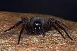 Amaurobius ferox / Kellerspinne / Finsterspinnen - Amaurobiidae / Ordnung: Webspinnen - Araneae