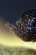 Atypus piceus / Pechschwarze Tapezierspinne / Atypidae - Tapezierspinnen / Ordnung: Webspinnen - Araneae