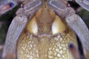 Cheiracanthium mildei / Mildes Dornfingerspinne / Dornfingerspinnen - Miturgidae