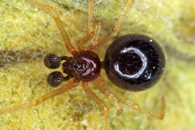 Neottiura bimaculata / Zweifleckige Kugelspinne / Kugelspinnen - Theridiidae / Überfamilie: Radnetzspinnen - Araneoidea / Ordnung: Webspinnen - Araneae