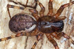 Neriene montana / Bergbaldachinspinne / Baldachinspinnen - Linyphiidae / Ordnung: Webspinnen - Araneae