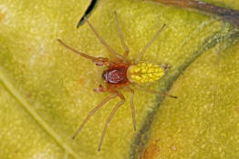 Nigma walckenaeri / Grüne Kräuselspinne (Männchen) / Kräuselspinnen - Dictynidae / Ordnung: Webspinnen - Araneae