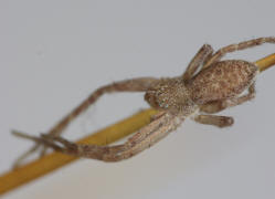 Philodromus albidus oder P. rufus