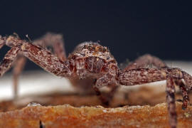 Philodromus spec. / Unbestimmte Flachstrecker / Familie: Laufspinnen - Philodromidae / Ordnung: Webspinnen - Araneae