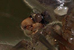 Pholcus phalangioides / Große Zitterspinne (Copula, Paarung) / Webspinnen - Araneae - Zitterspinnen - Pholcidae