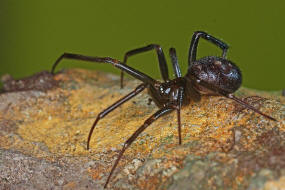 Steatoda grossa / Falsche Schwarze Witwe / Kugelspinnen (Haubennetzspinnen) - Theridiidae / Ordnung: Webspinnen - Araneae